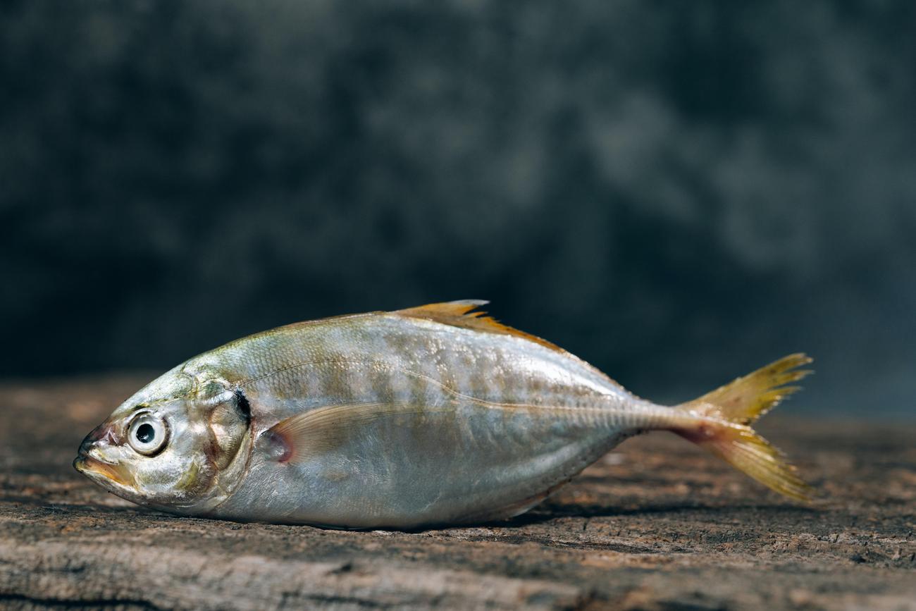 menacing fish to watch out for in Lake of the Ozarks