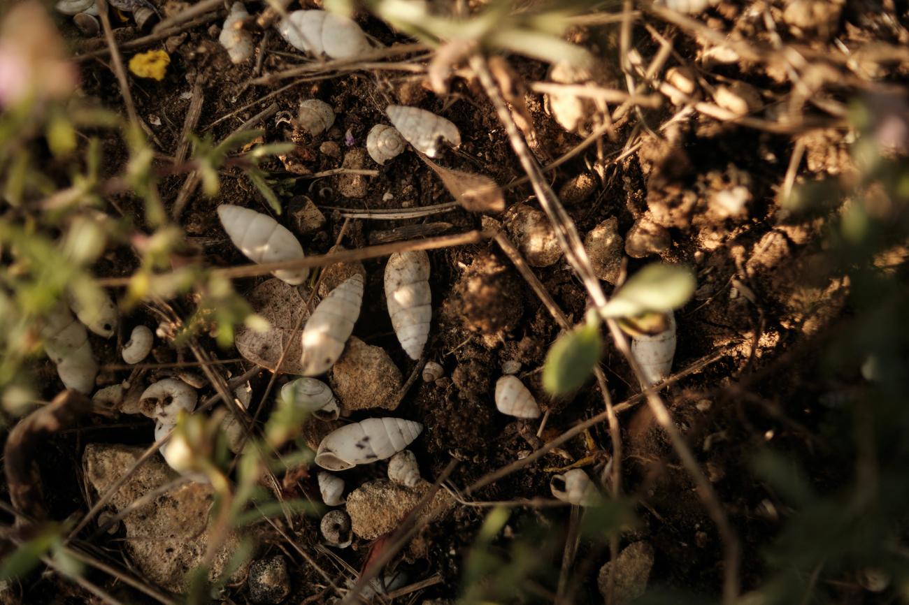 number of termites in a termite colony