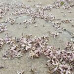 number-of-termites-in-a-termite-colony_featured