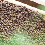 population-of-termite-colonies_featured