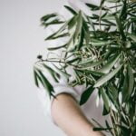 quotes-about-olives_featured