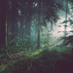rapid-growth-of-bamboo_featured