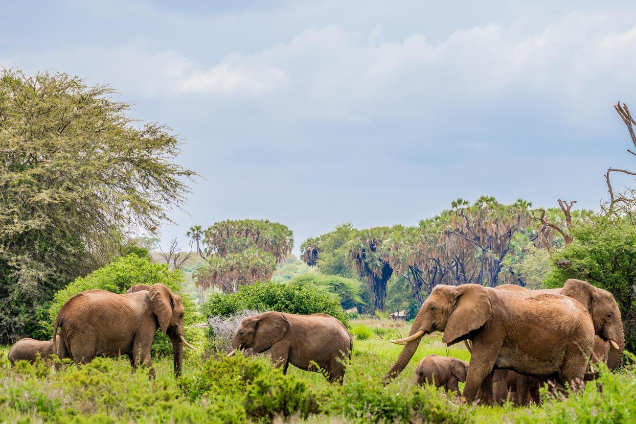 remarkable wildlife in Malawi