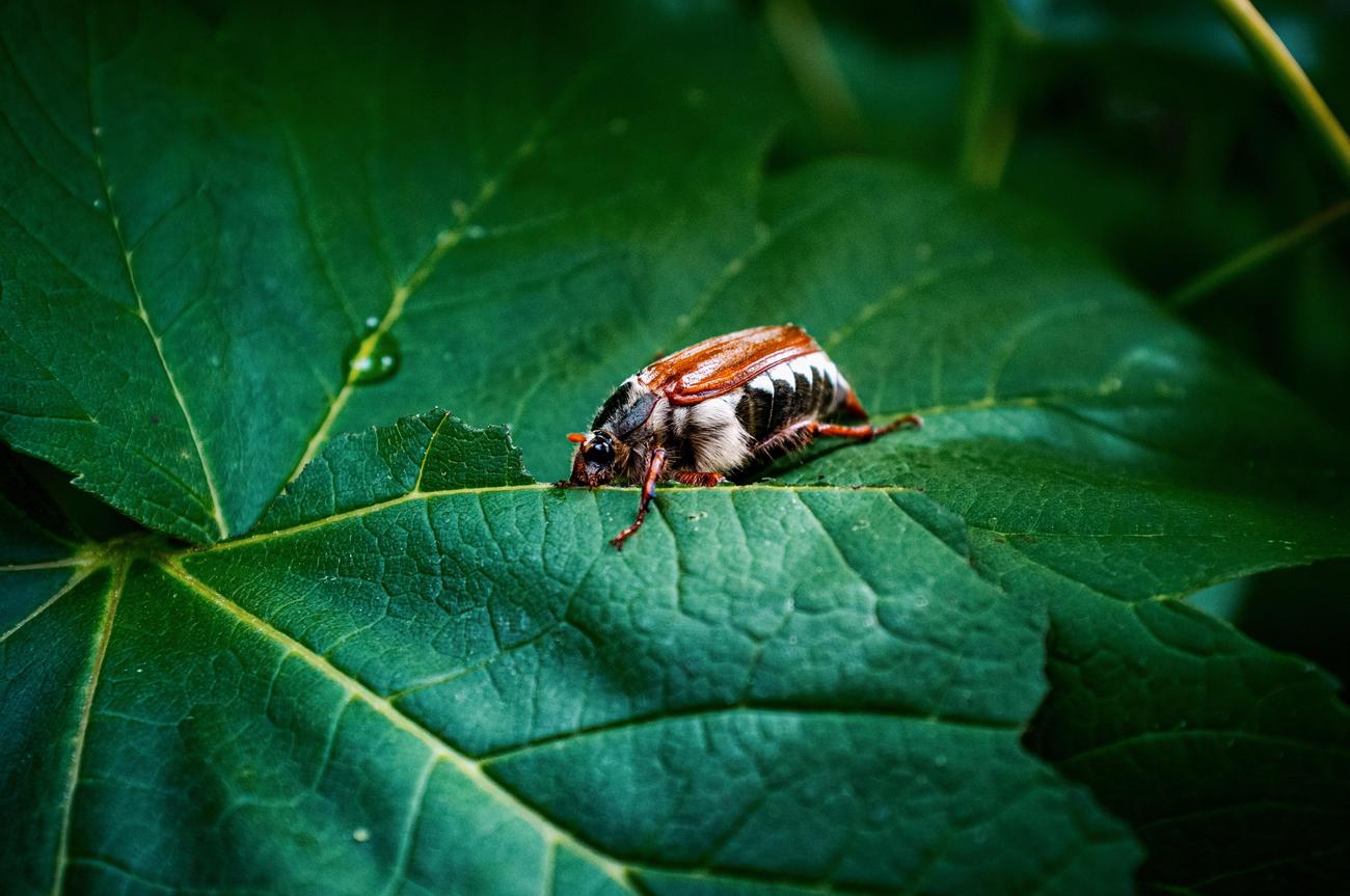 scary facts about cockroaches