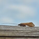 scary-facts-about-cockroaches_featured