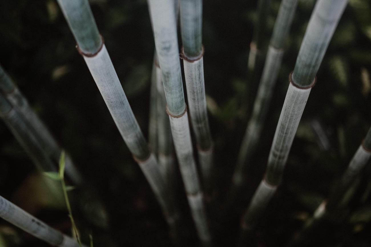 speed of bamboo growth
