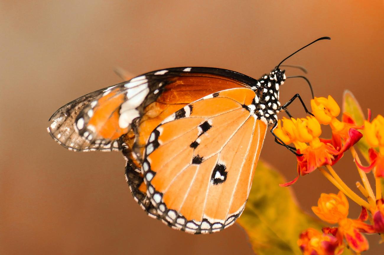 surprising animal healthcare facts