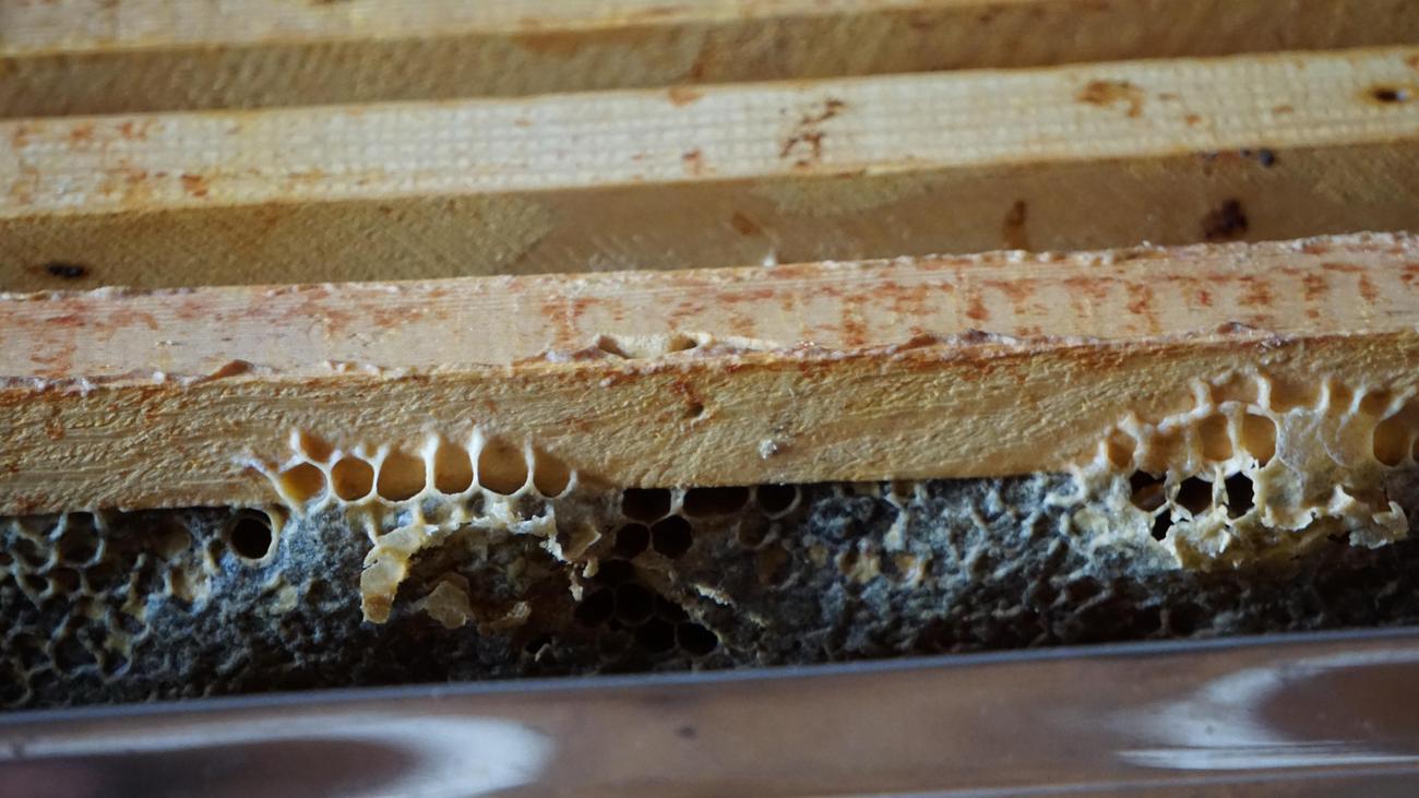 surprising behaviors of termites