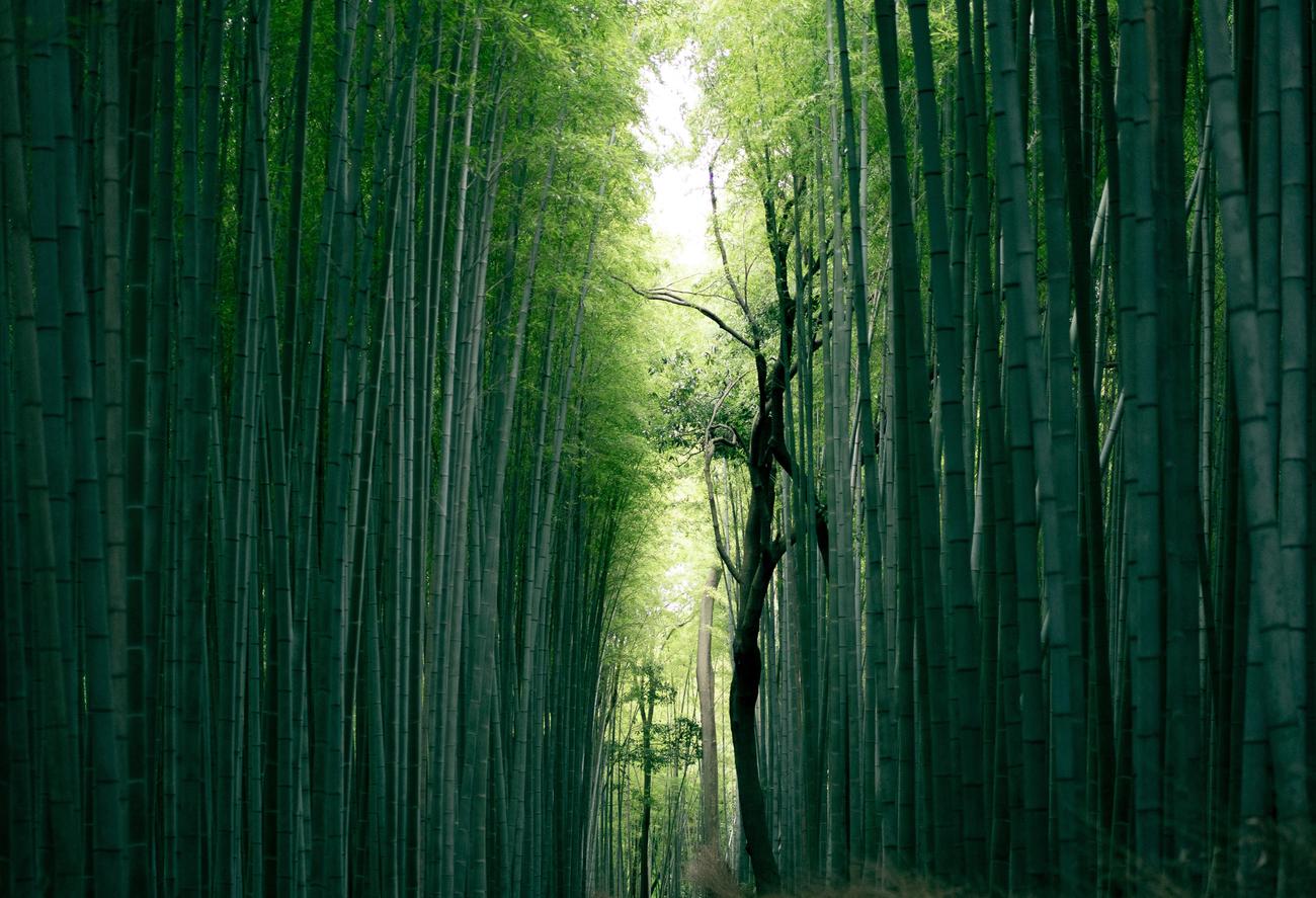 surprising facts about bamboo fiber