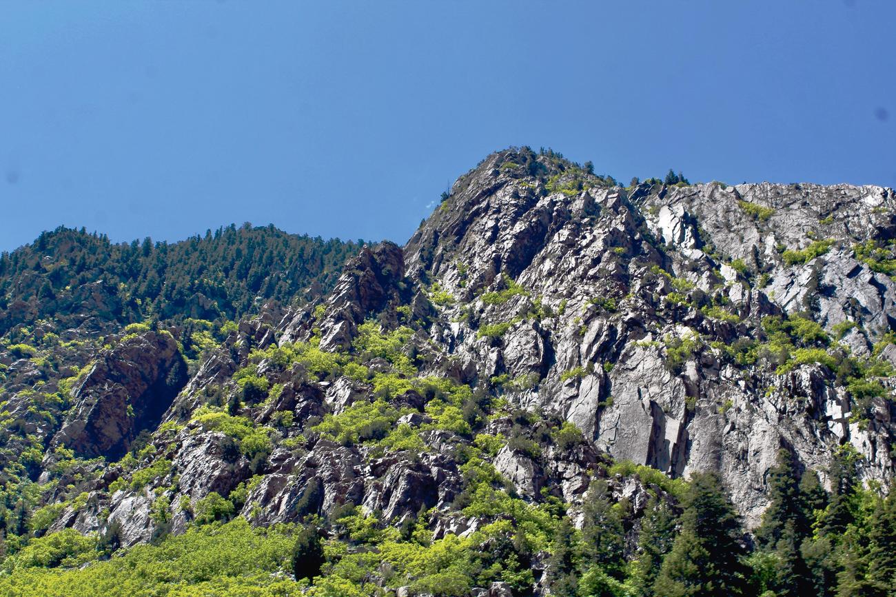 surprising facts about cottonwood