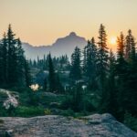 surprising-facts-about-cottonwood_featured