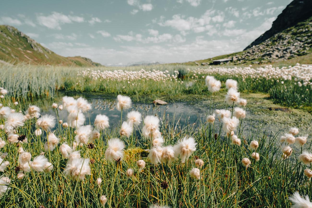 surprising information about cotton