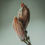 the-ecological-role-of-slime-molds_featured