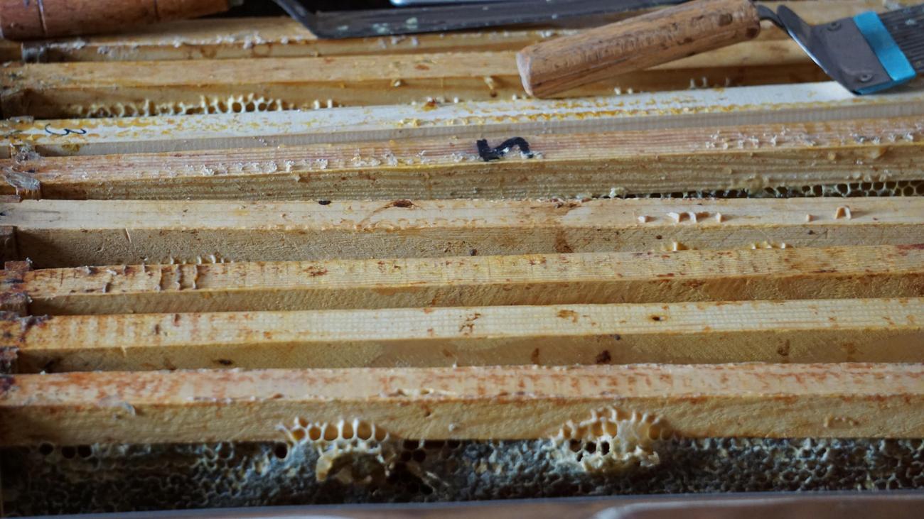 total termites on earth