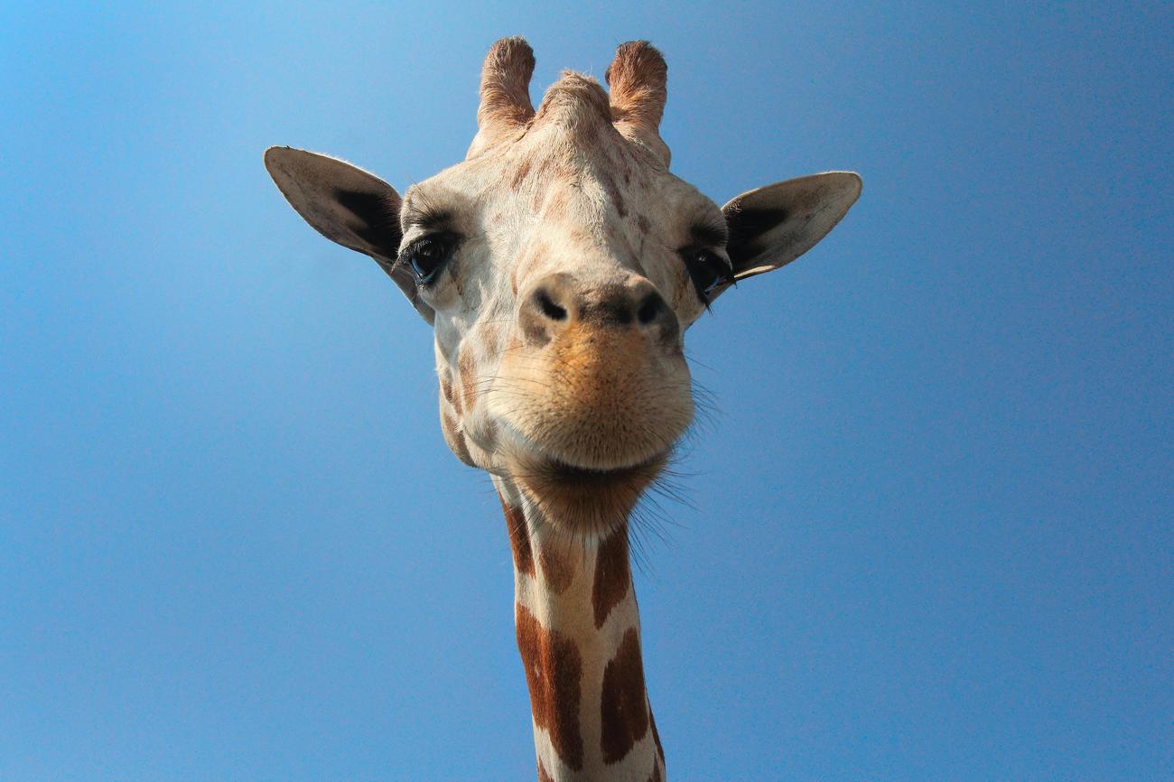 training requirements for animal ultrasound technicians