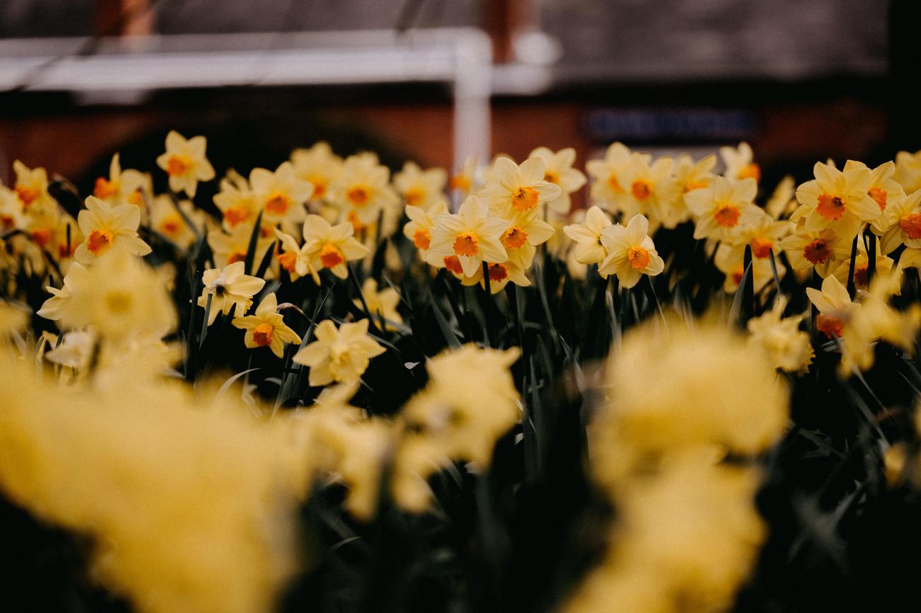 types of daffodils