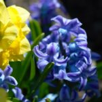 types-of-daffodils_featured