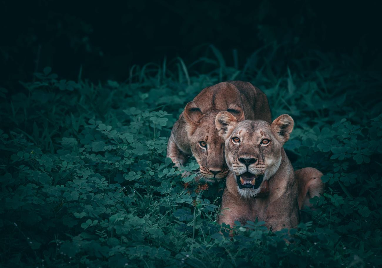 unexplored animals in Malawi