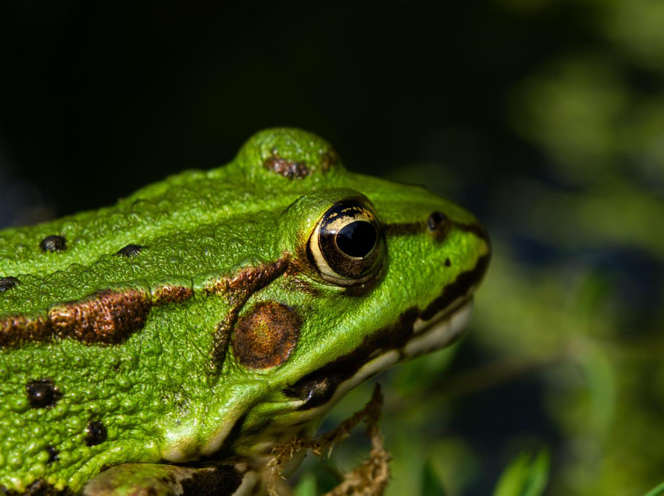 unexplored animals in Malawi