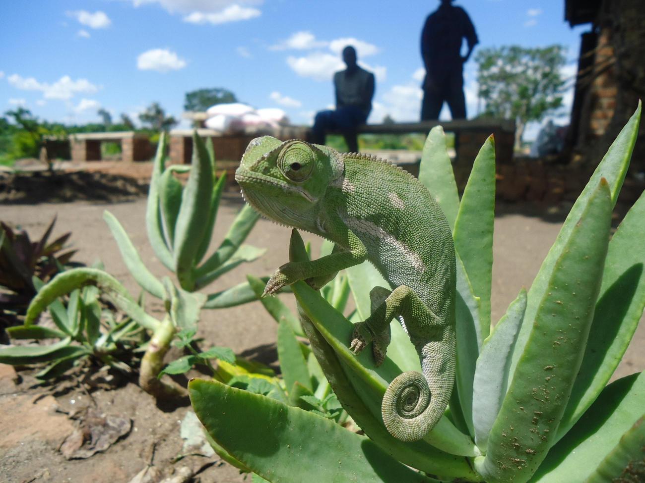 unique cultural traditions in malawi