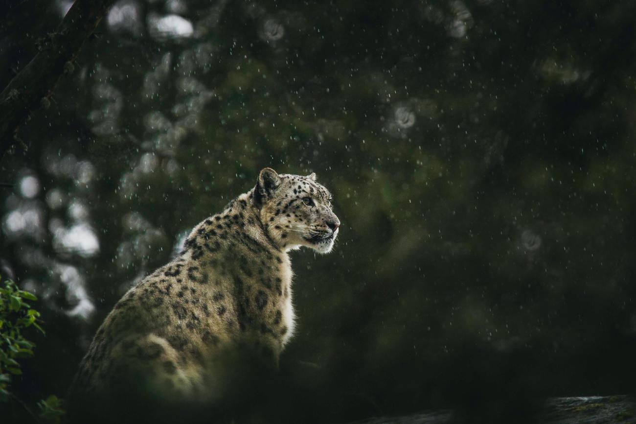 unique wildlife discoveries in Malawi