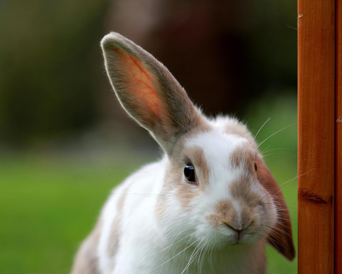 unusual trivia about veterinary science