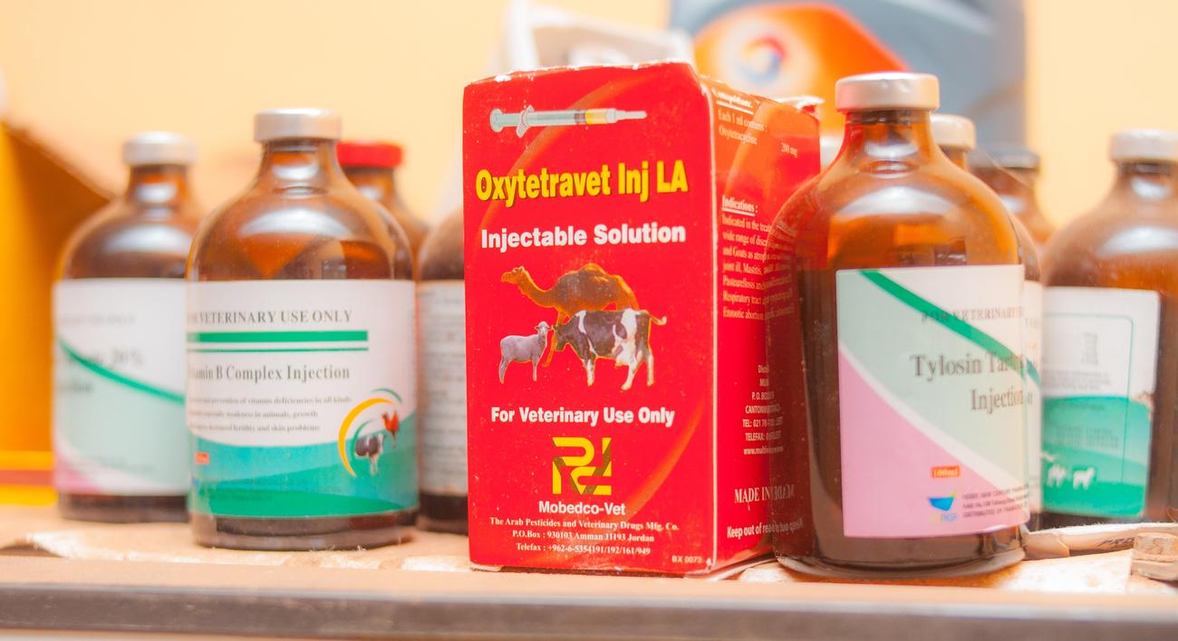 vital role of vet techs in animal healthcare