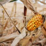 what-are-corn-nuts_featured