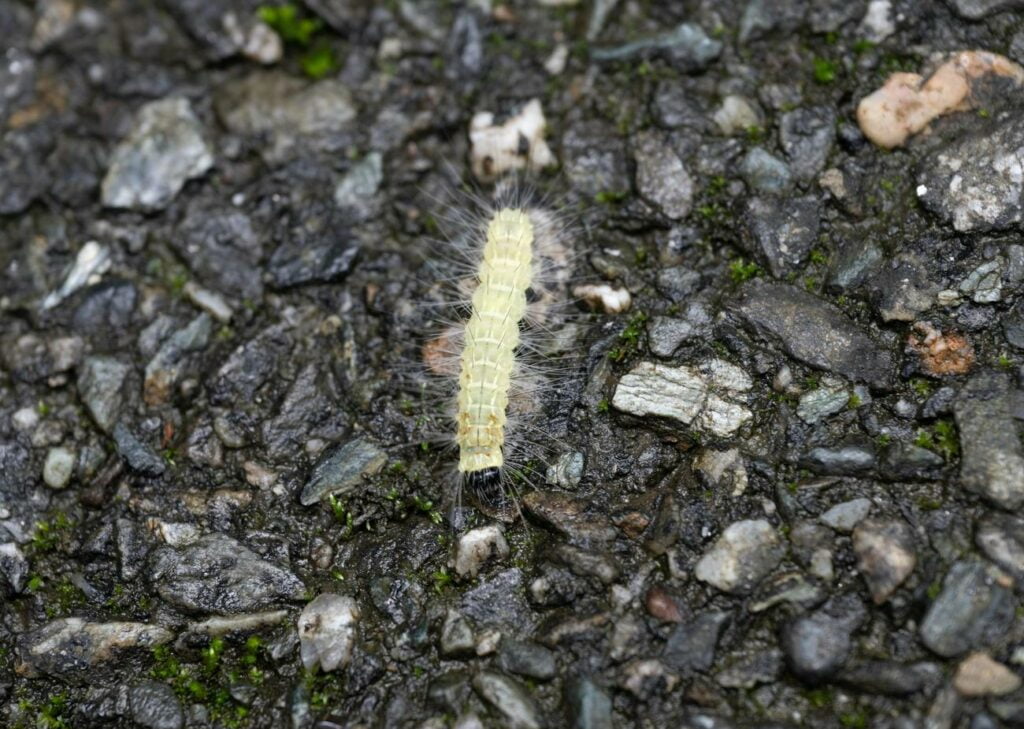 Unveiling the Centipede Diet Exploring What Centipedes Eat