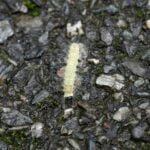 what-do-centipedes-eat_featured
