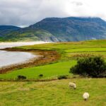 what-do-sheep-eat_featured