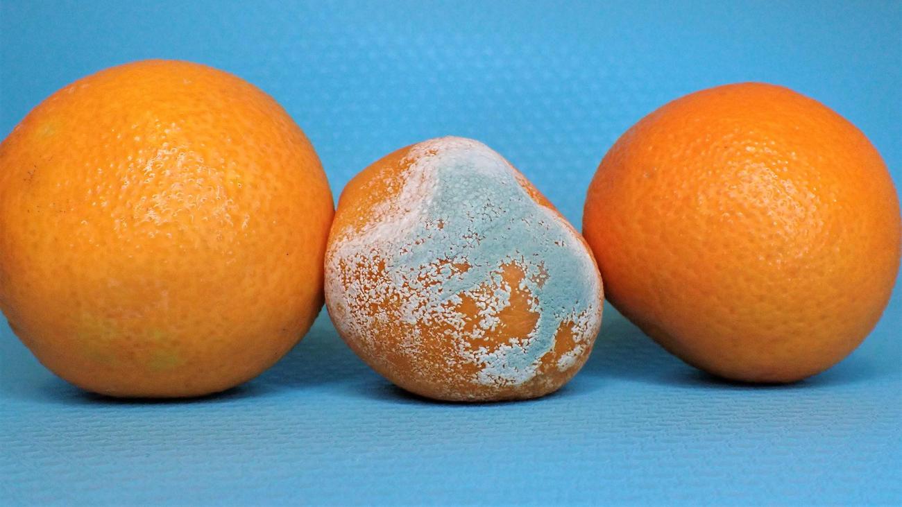 what does mold smell like