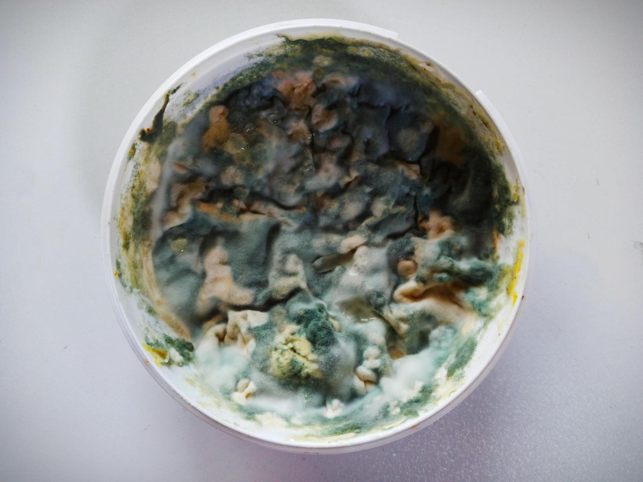 What Does Mold Smell Like? A Scientist's Insight