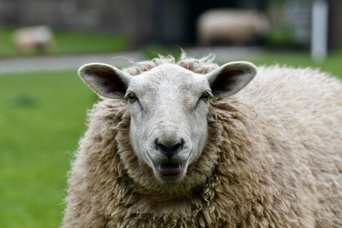 what is the difference between a lamb and a sheep