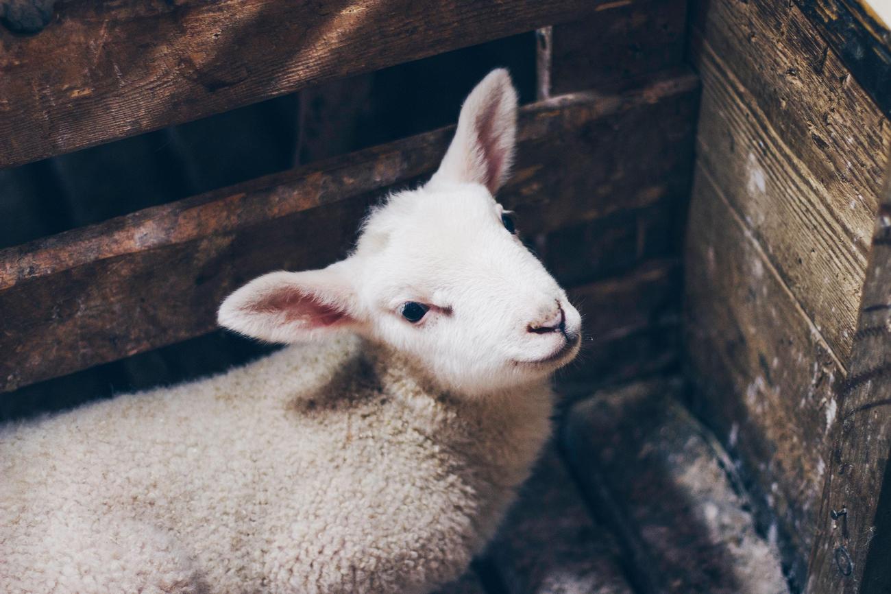 what is the difference between a lamb and a sheep