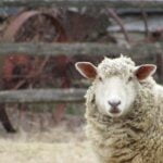 what-is-the-difference-between-a-lamb-and-a-sheep_featured
