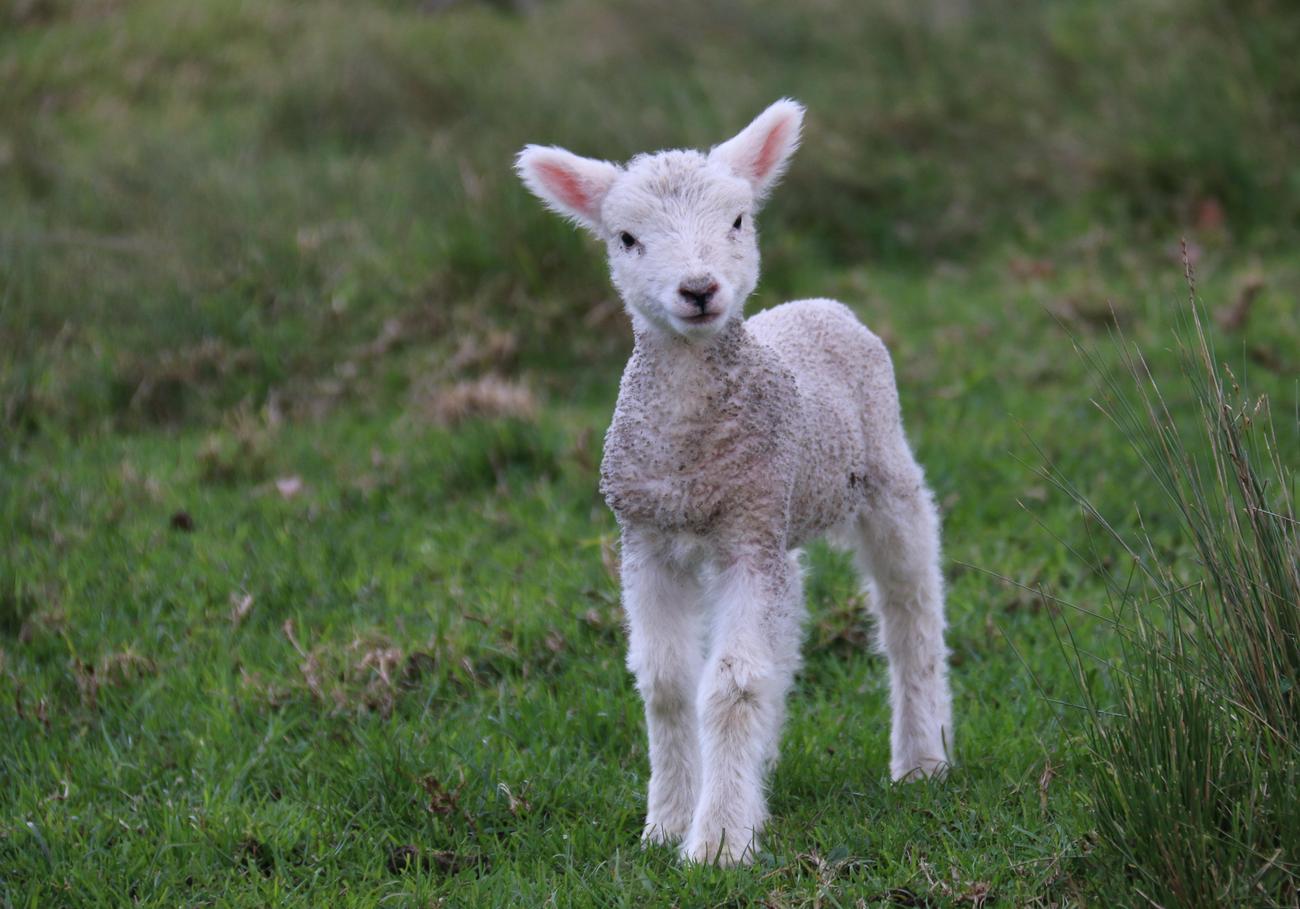 what is the difference between a sheep and a lamb