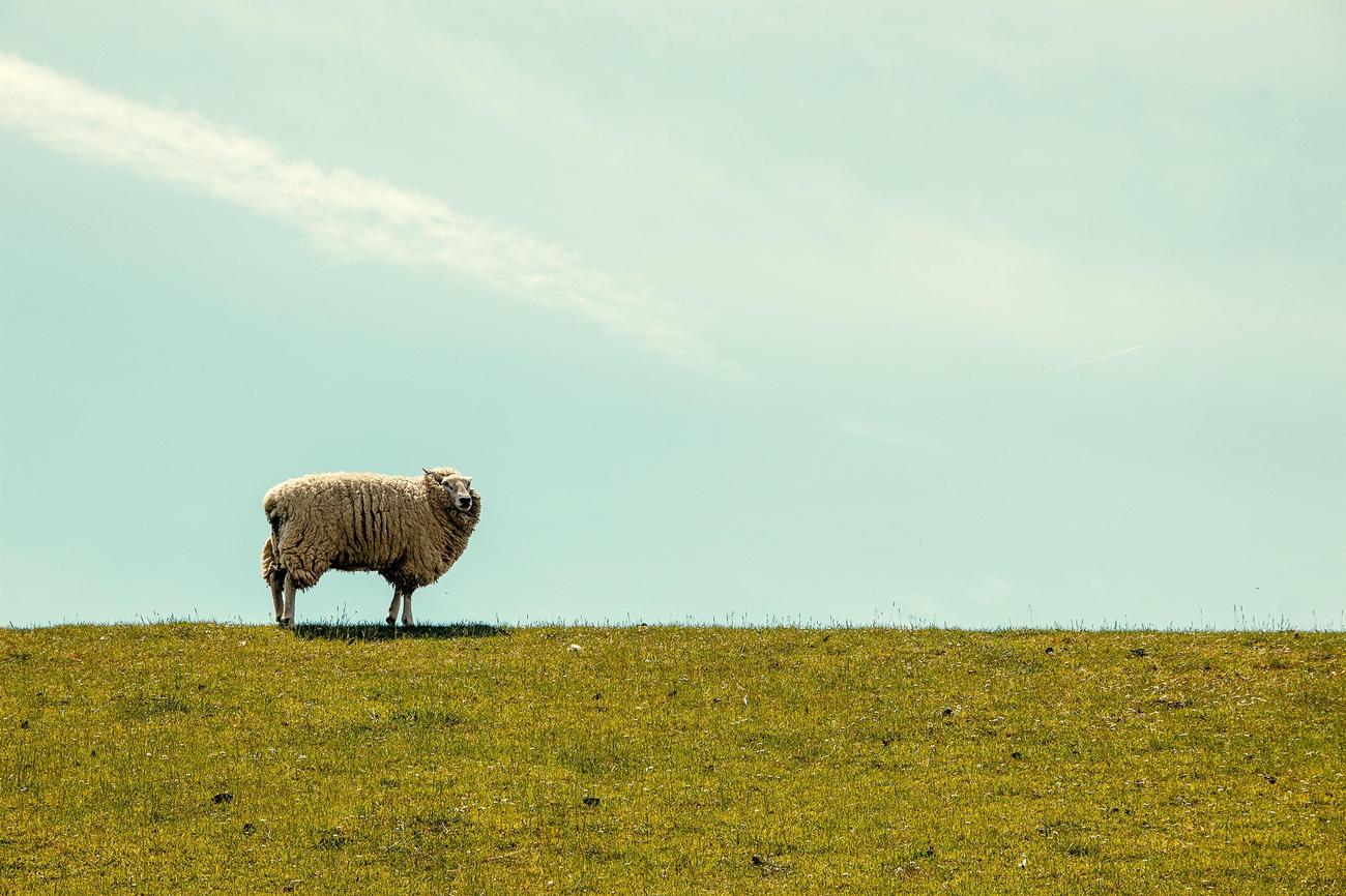 what is the difference between a sheep and a lamb