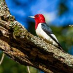what-is-the-population-of-chattanooga-tennessee_featured