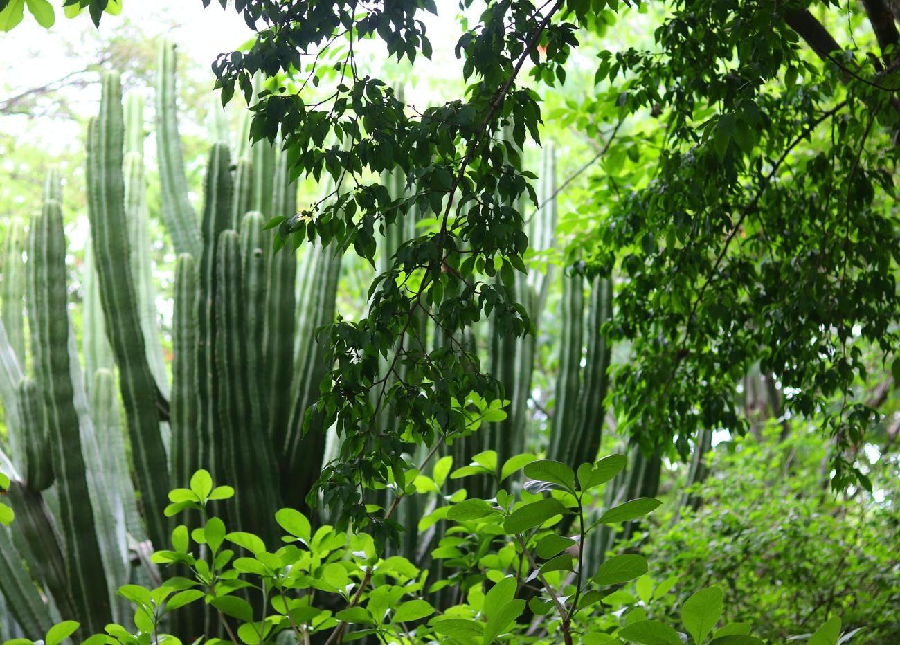 what kind of vegetation would you most likely expect to find in the chaparral biome
