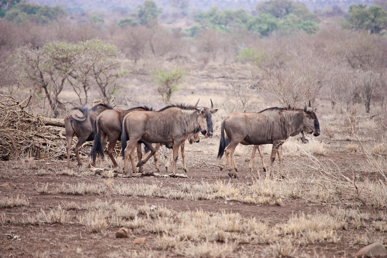 what language is spoken in tanzania