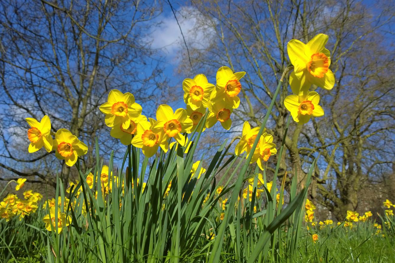 when do daffodils bloom