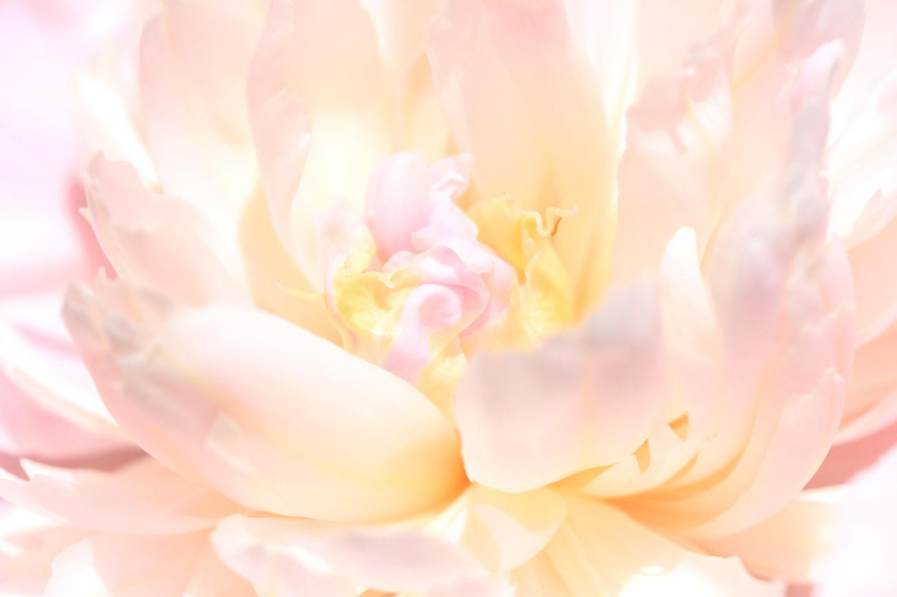 When is National Flower Day? Discover the Significance and Celebrations!