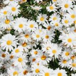 when-is-national-flower-day_featured