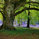 where-do-pecans-come-from_featured