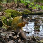 where-is-the-congo-rainforest_featured