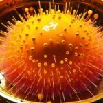Plutonium-Bohr-model_1