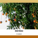 10-facts-about-mango_2