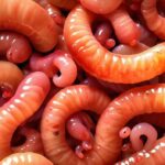 10-facts-about-worms_1
