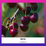 10-health-benefits-of-cherries_2